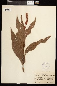 Persicaria coccinea image