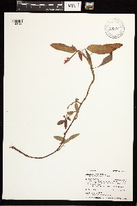 Persicaria amphibia image
