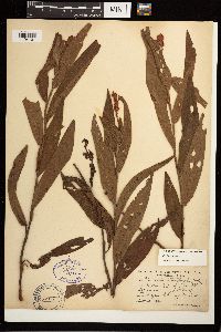 Persicaria coccinea image