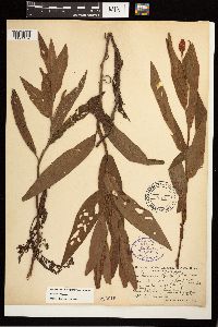 Persicaria coccinea image