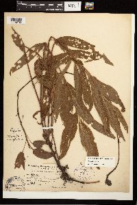 Persicaria coccinea image