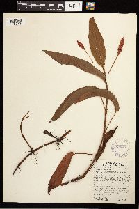 Persicaria coccinea image