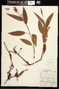 Persicaria coccinea image