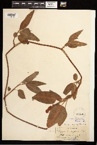 Persicaria coccinea image