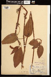 Persicaria coccinea image