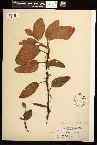 Persicaria amphibia image