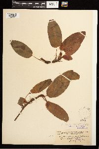 Persicaria amphibia image