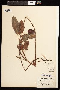 Persicaria amphibia image