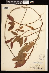 Persicaria amphibia image