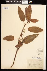 Persicaria coccinea image