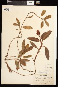 Persicaria amphibia image