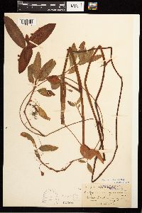 Persicaria amphibia image