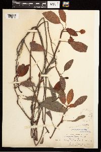 Persicaria amphibia image