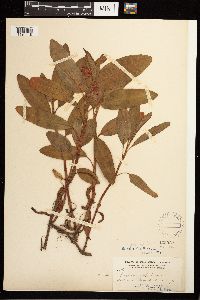 Persicaria amphibia image