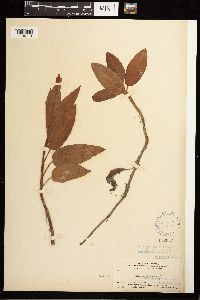 Persicaria coccinea image