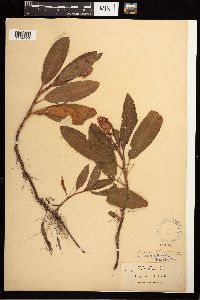 Persicaria amphibia image