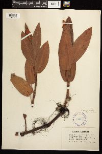 Persicaria coccinea image