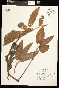 Persicaria coccinea image