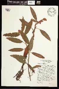 Persicaria amphibia image