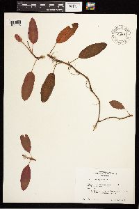 Persicaria amphibia image