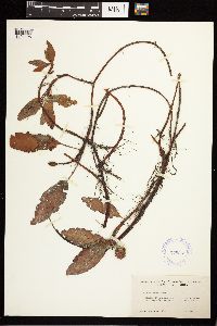 Persicaria amphibia image