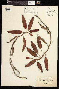 Persicaria amphibia image