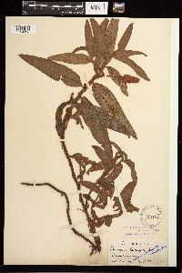 Persicaria amphibia image