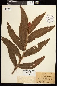 Persicaria amphibia image