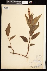 Persicaria amphibia image