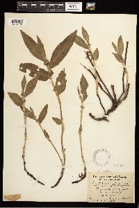 Persicaria amphibia image