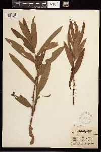 Persicaria amphibia image