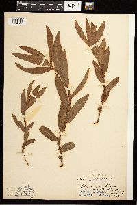 Persicaria amphibia image