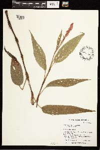 Persicaria coccinea image