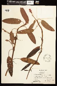 Persicaria amphibia image