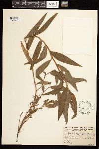 Persicaria amphibia image