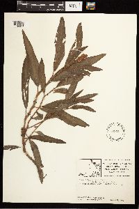 Persicaria amphibia image