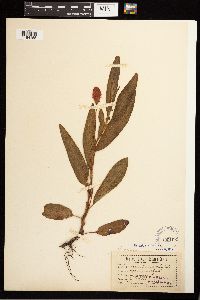 Persicaria amphibia image