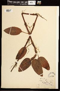 Persicaria amphibia image