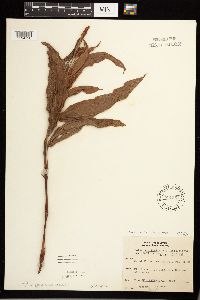 Persicaria coccinea image