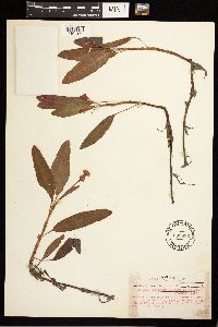 Persicaria amphibia image