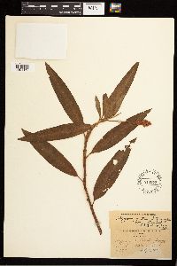 Persicaria amphibia image