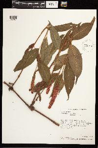 Persicaria amphibia image