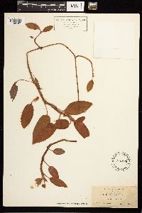 Persicaria amphibia image