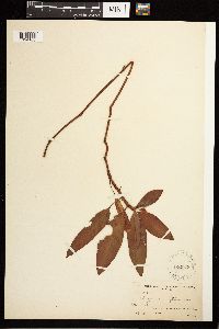 Persicaria amphibia image