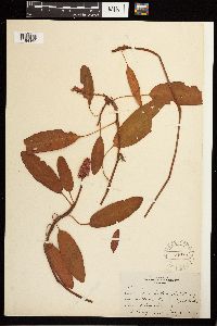 Persicaria amphibia image
