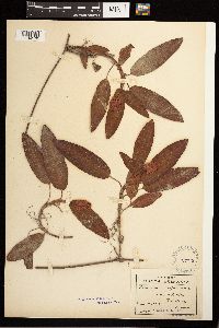 Persicaria amphibia image