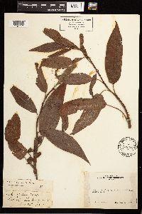 Persicaria coccinea image