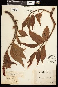 Persicaria coccinea image