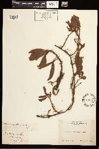 Persicaria amphibia image