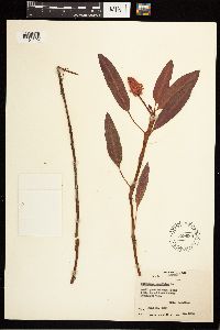 Persicaria amphibia image